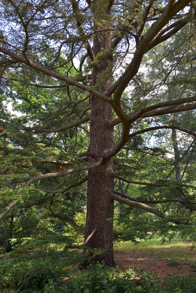 Mature specimen in the Explorers Garden.
