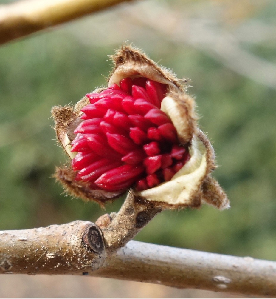 Brilliant red flowers open in late winter.