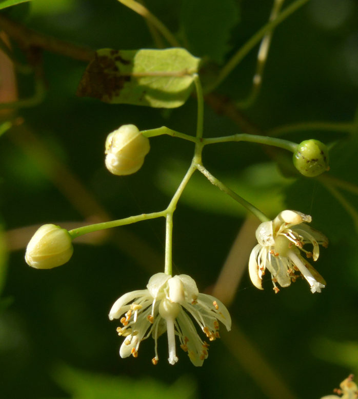 Small white flowers and flower buds.