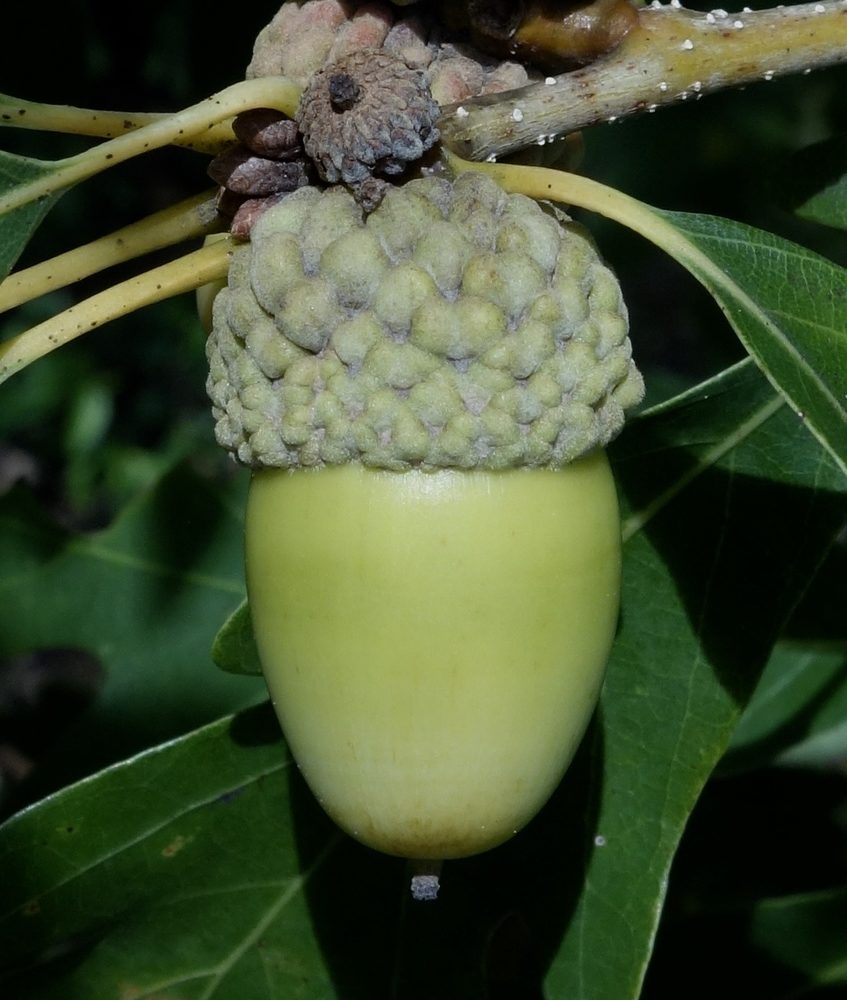 Developing acorn.