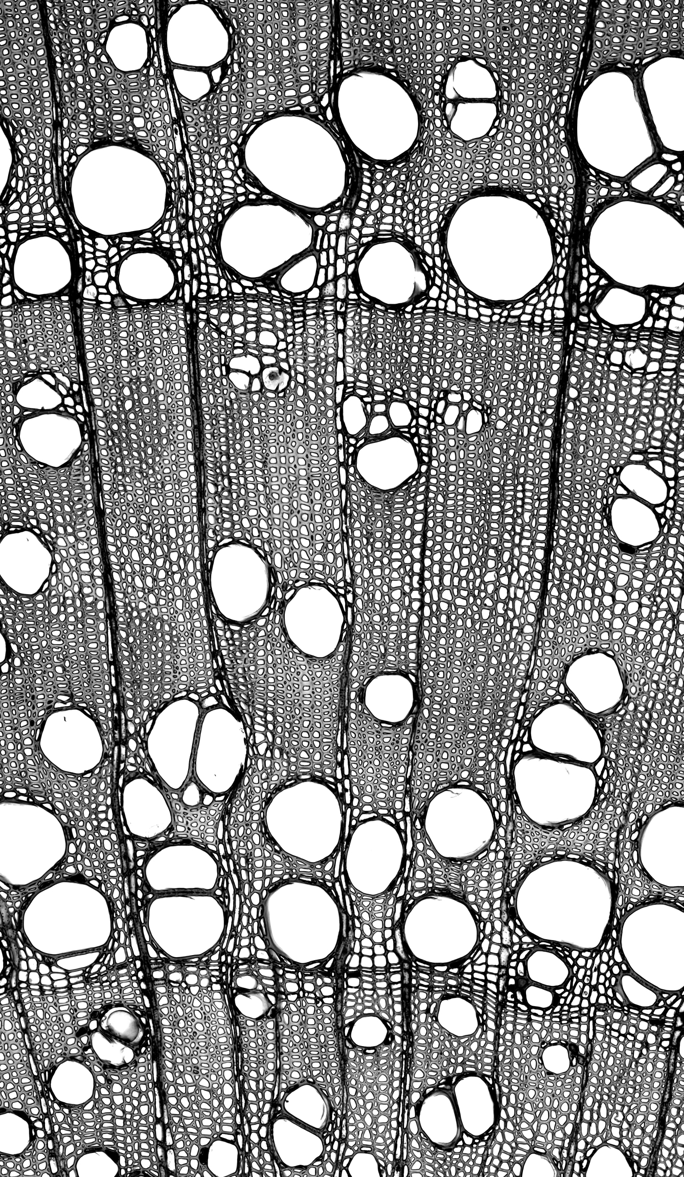 Wood cross section under magnification