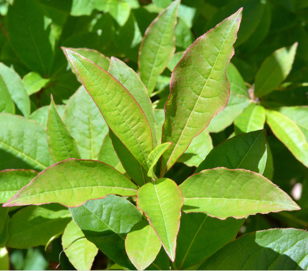 Narrow leaves arranged in whorls.