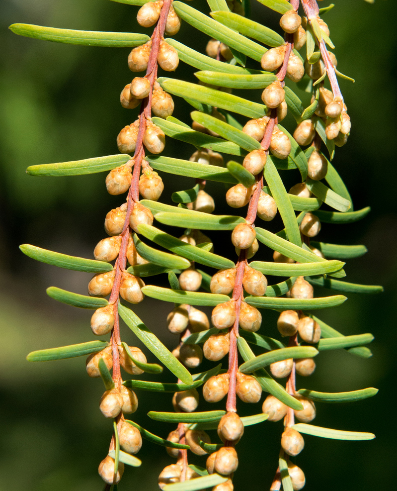 Miniscule pollen-bearing cones form in summer. 