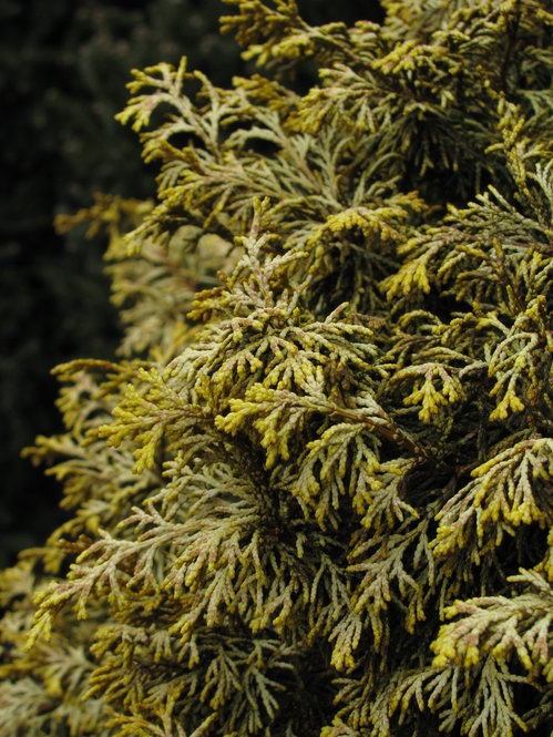 The gold-tipped foliage of ‘Golden Nymph’, a dwarf cultivar of Chamaecyparis obtusa, stands out in the garden.