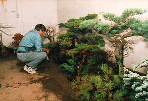 Bonsai spend the winter the cold storage building