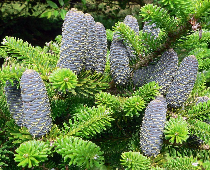 Cones of Abies koreana