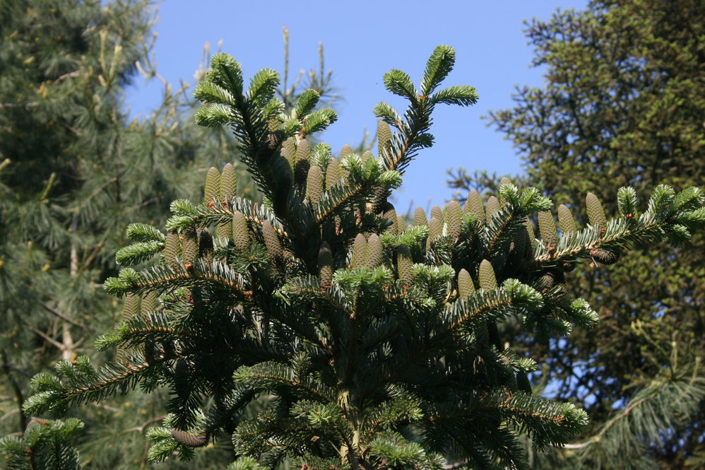 Cones of Veitch's silver-fir