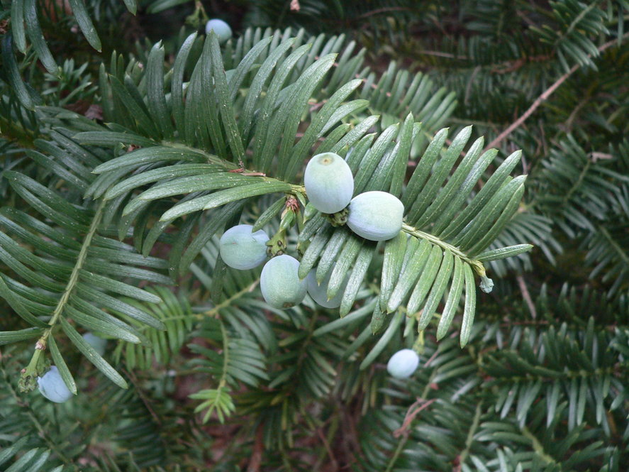 Cones of Korean Plum-yew