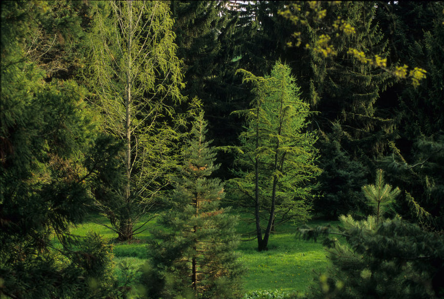 A summer view of the Conifer Collection