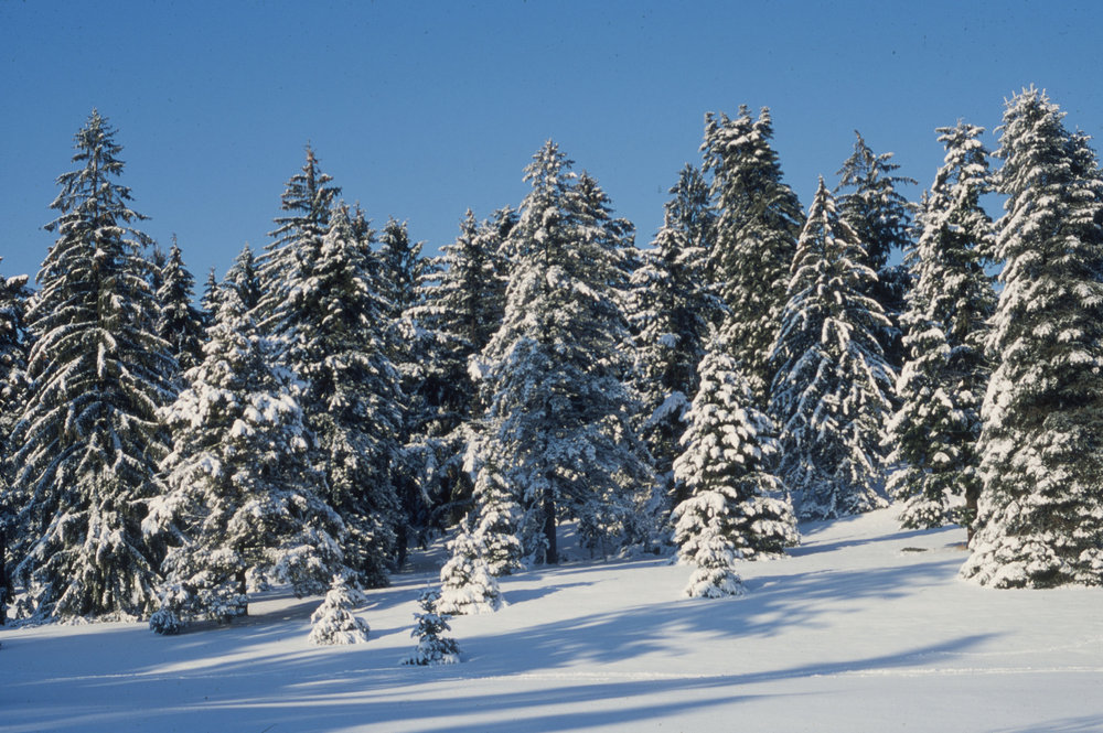 Winter view of the Conifer Collection