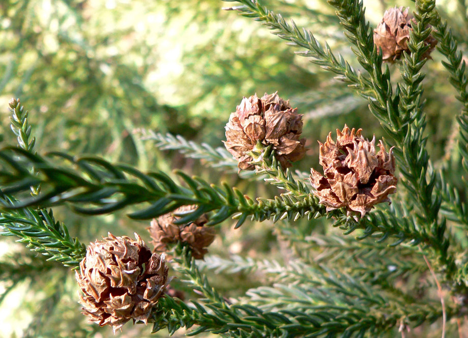 Cones of Japanese Cryptomeria