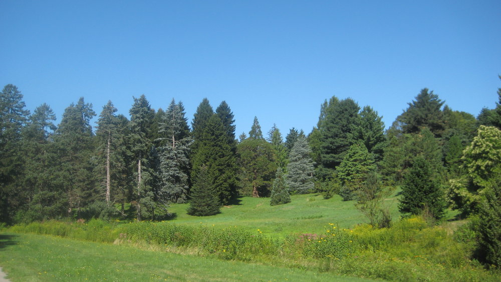 A view of the Arnold Arboretum Conifer Collection from Bussey Brook.