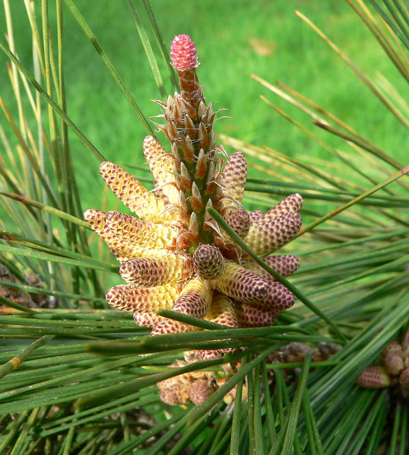 Expanding cones of Japanese Black Pine (Pinus thunbergii)