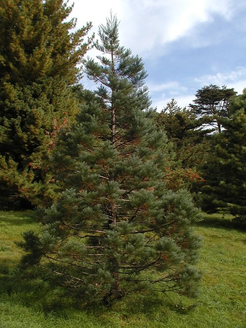 Cultivar of Giant Sequoia (Sequoiadendron giganteum 'Hazel Smith')