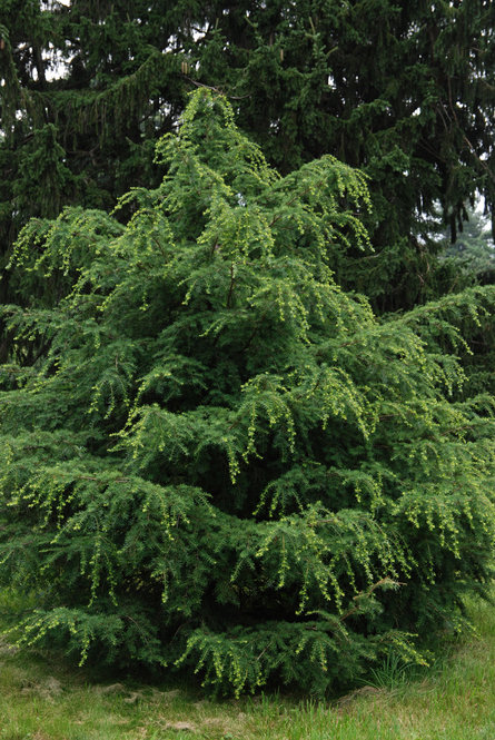 Carolina Hemlock (Tsuga caroliniana)