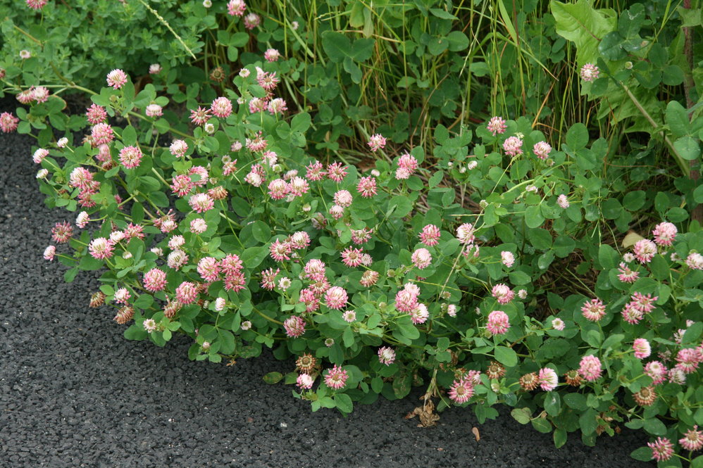 Alsike clover (Trifolium hybridum )