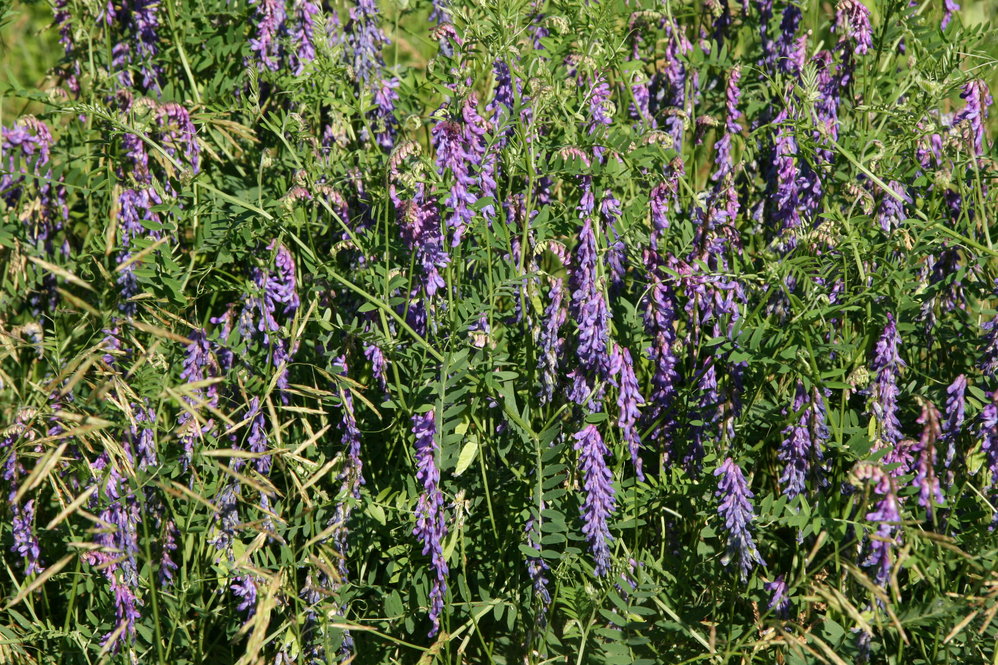 Bird vetch (Vicia cracca)