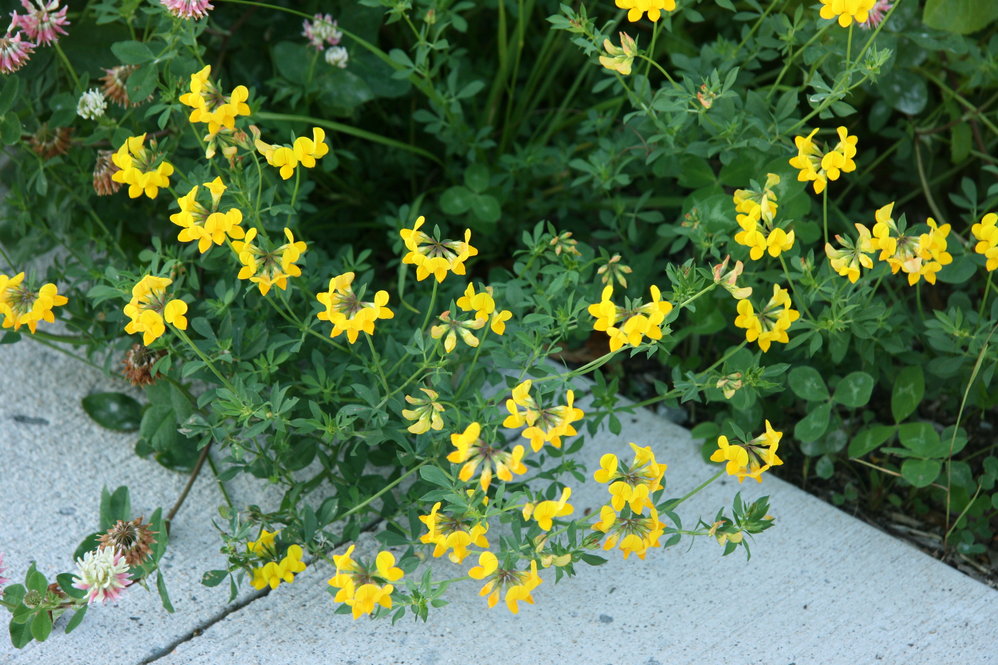 Birds-foot trefoil (Lotus corniculatus)
