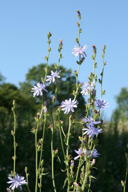 Chicory (Cichorium intybus)