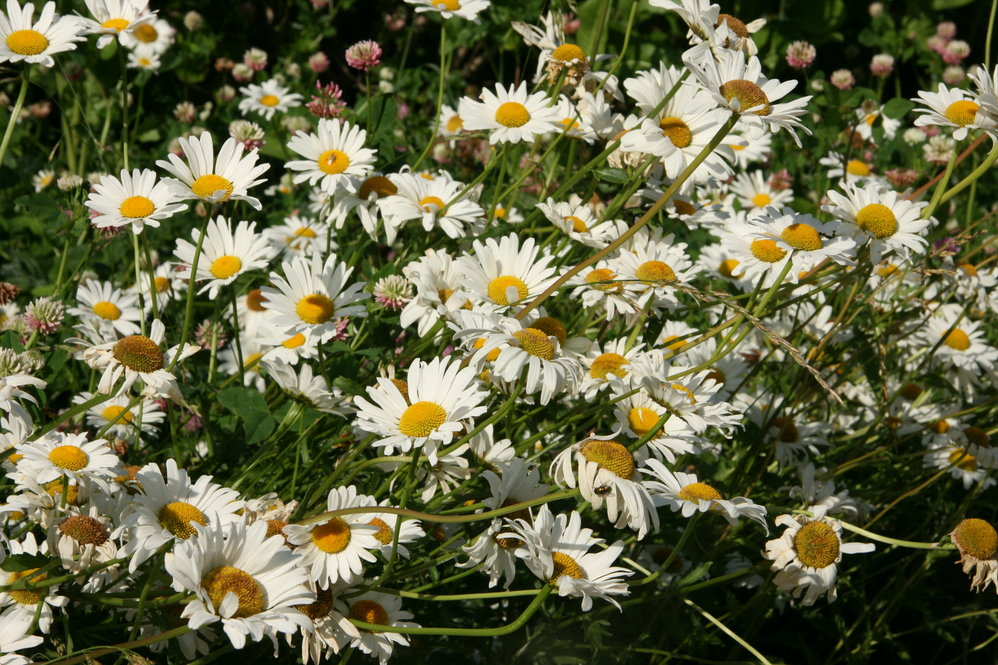 Oxeye daisy (Leucanthemum vulgare)