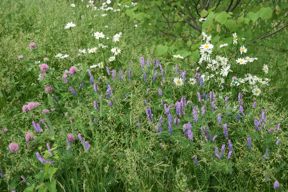 Cosmopolitan Meadow