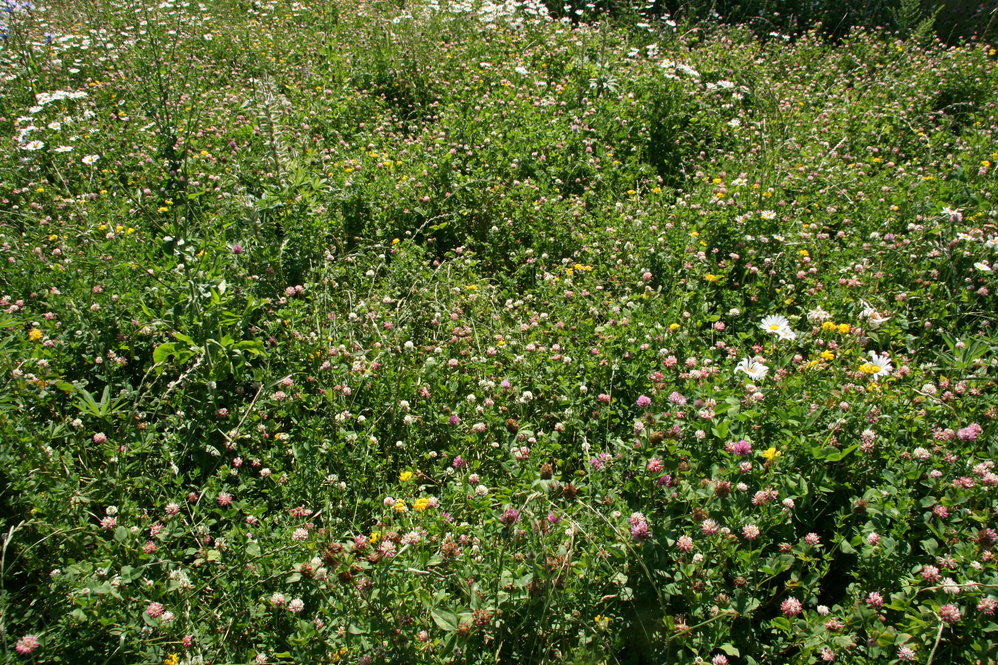 Cosmopolitan Meadow