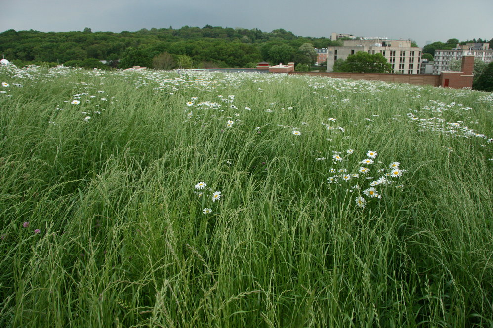Perennial ryegrass (Lolium perenne)
