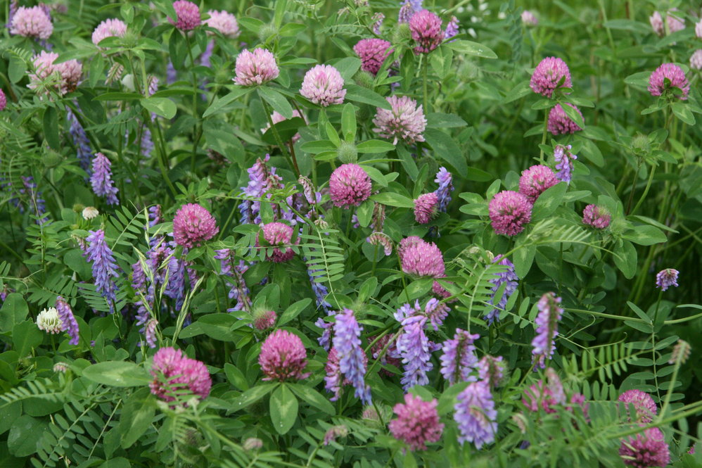 Red clover (Trifolium pratense) and vetch (Vicia cracca)