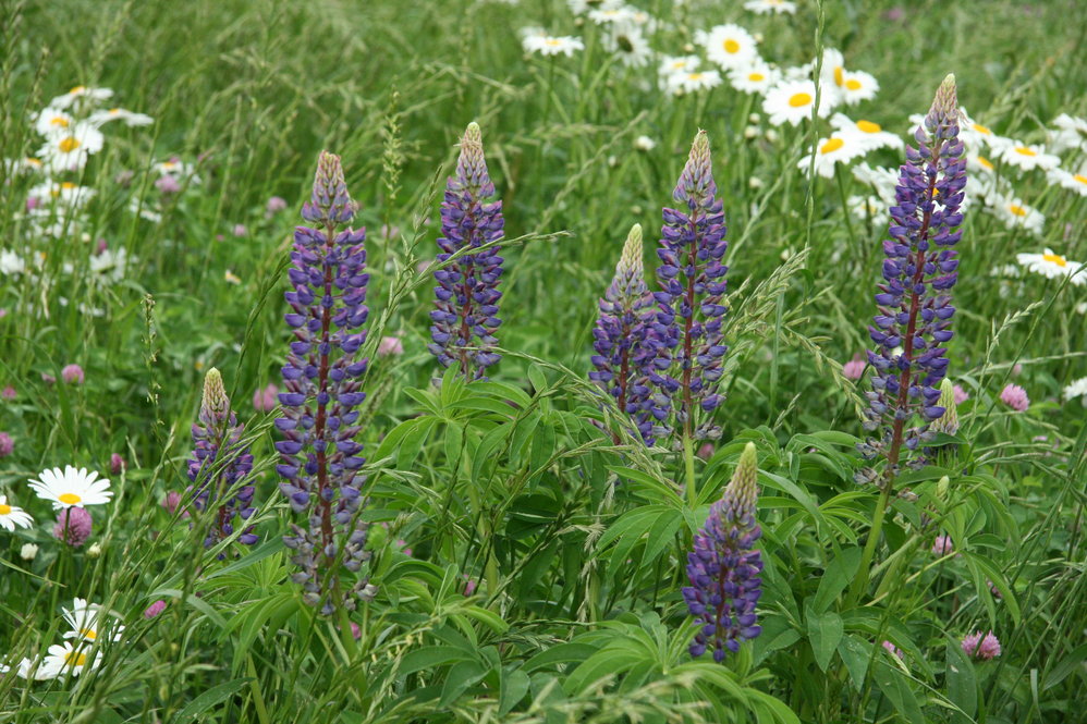 Wild blue lupine