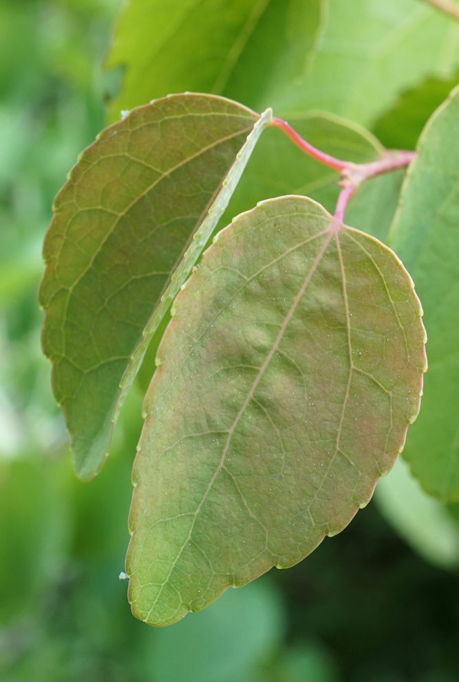New simple leaves with serrated margin.