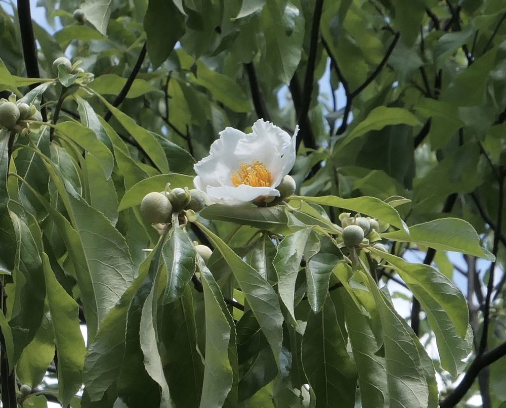 Mature plant along Chinese Path.