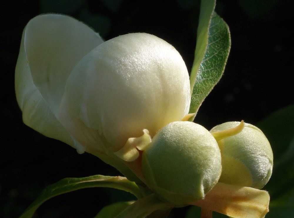 Breaking flower buds.