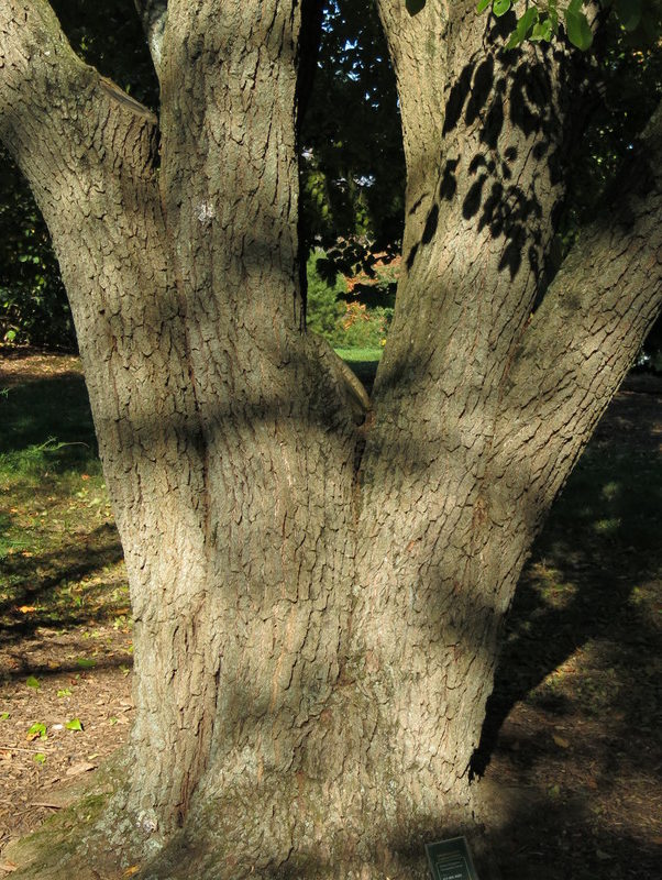 Deeply furrowed bark.