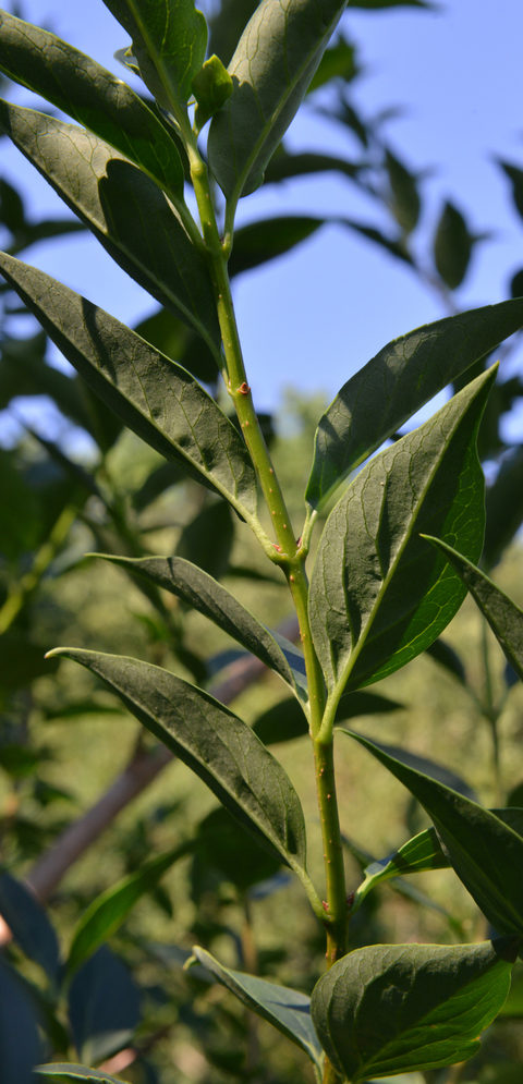 Simple leaves with serrated edges.