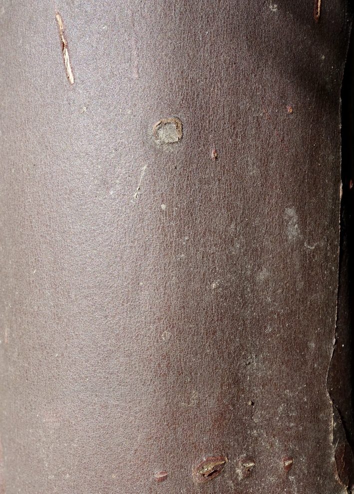 Smooth, dark brown bark.