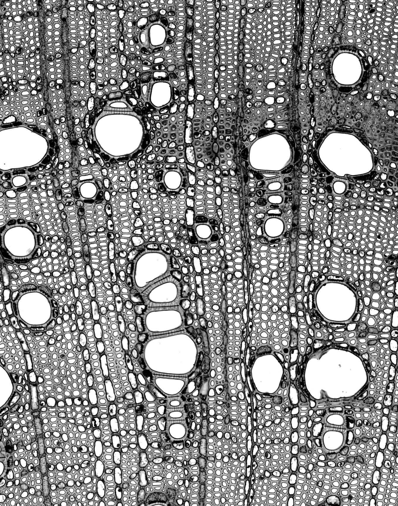 Wood cross section under magnification