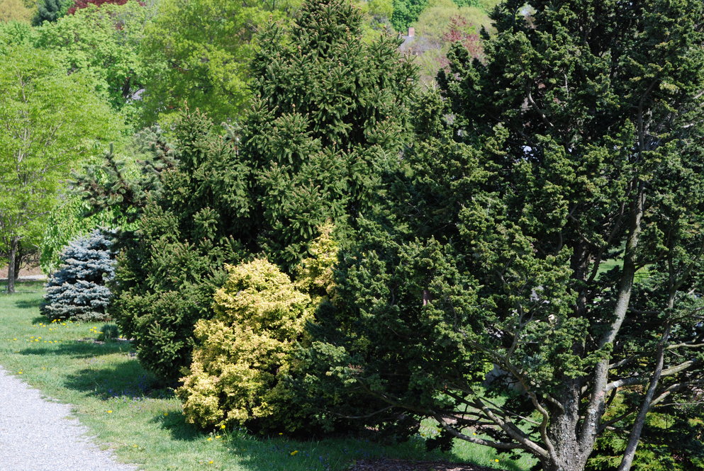 Specimens in the dwarf conifer collection display a range of sizes, shapes, and colors.