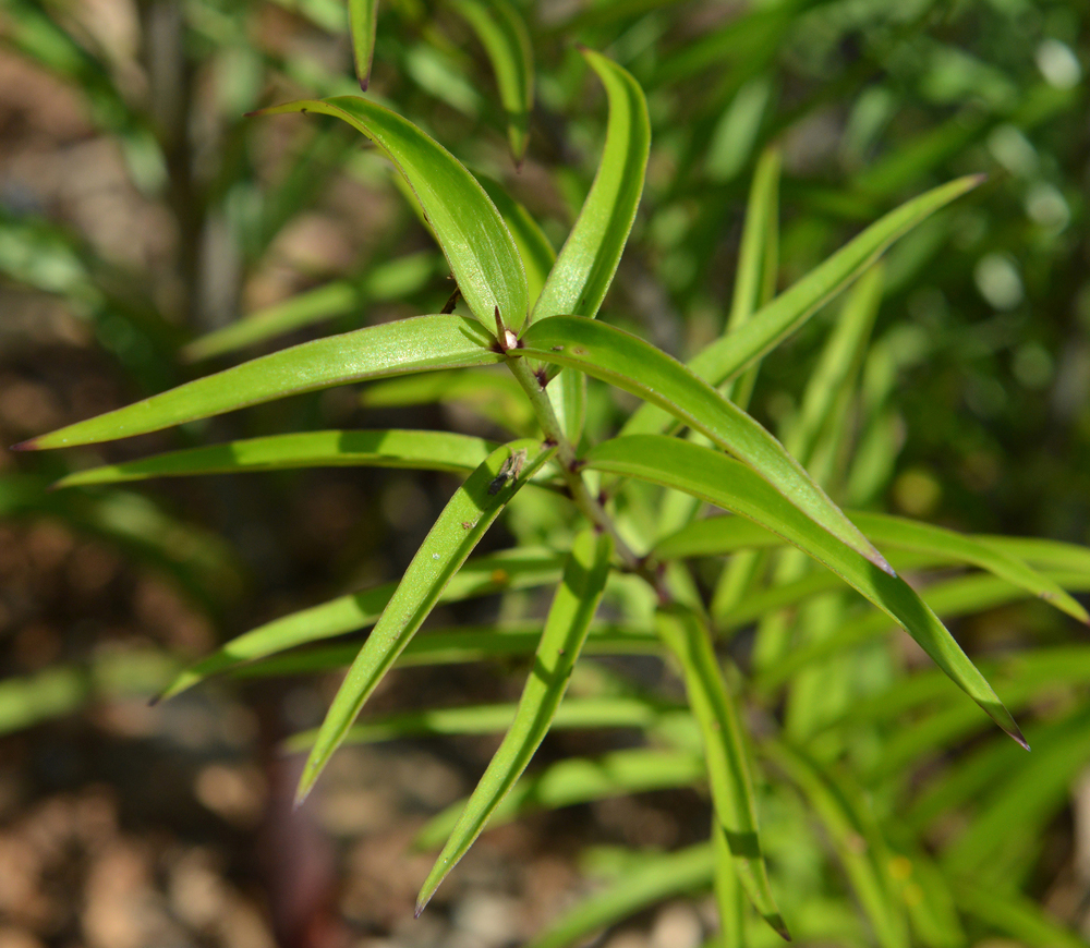 Slender leaves arranged around a stem.