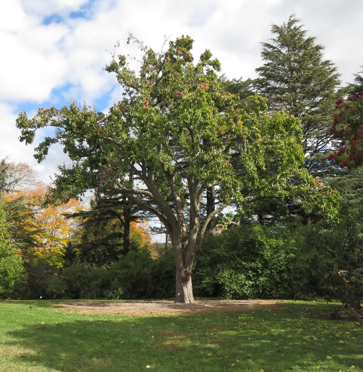A mature specimen growing among the Explorers Garden.