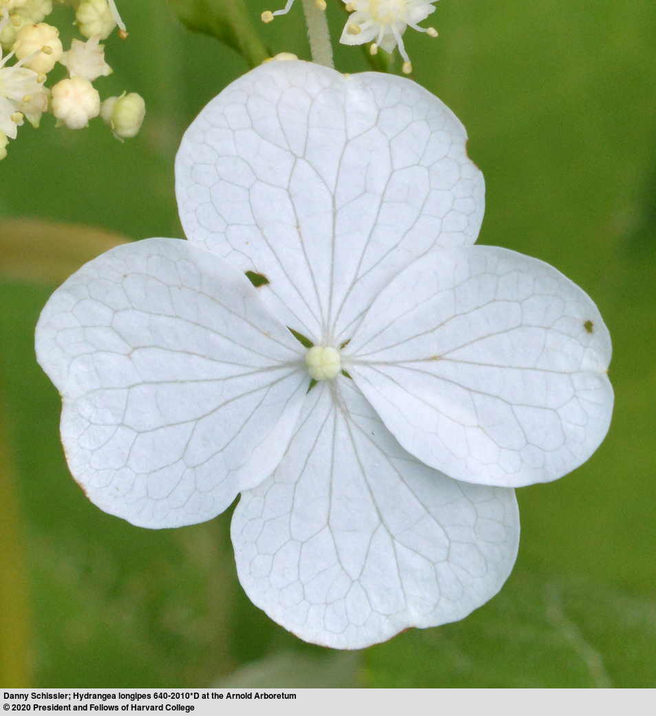 Delicate white sterile florets.