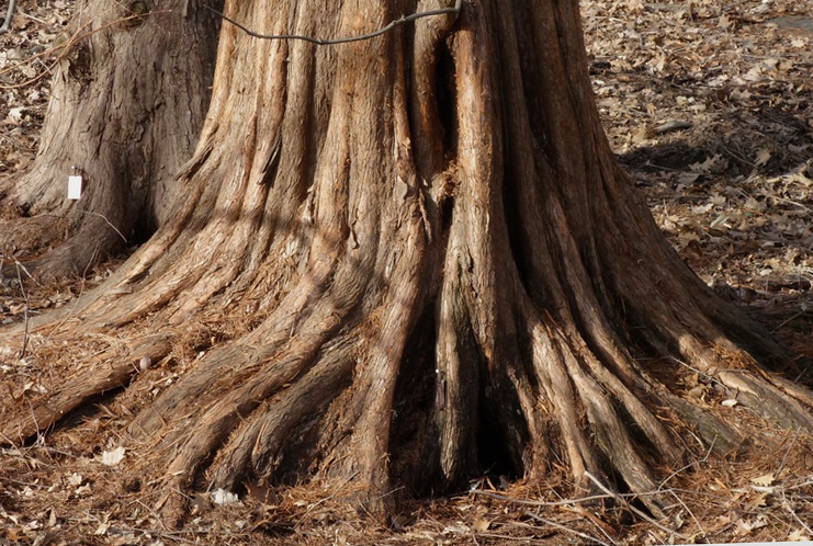Buttressed trunk. 
