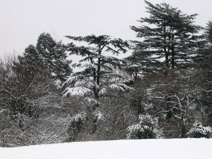 Cedar of Lebanon in winter