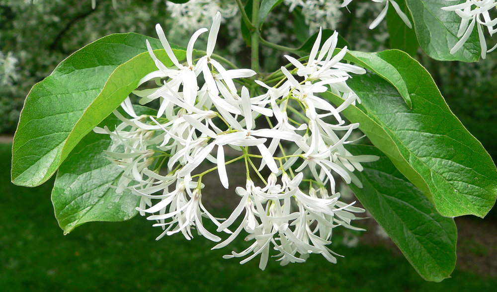 Flowers of Fringetree