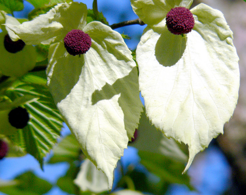 nflorescence of dovetree with large white bracts