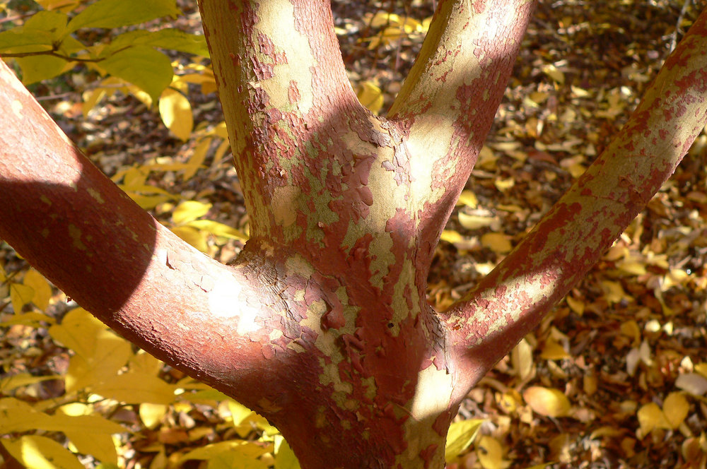 Mottled bark of Stewartia sinensis
