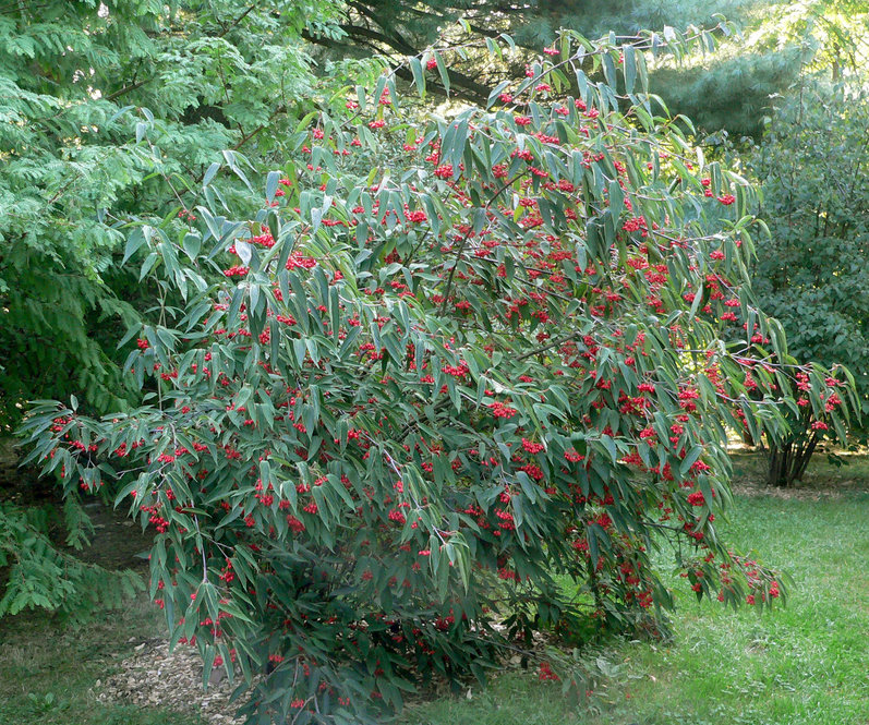 Tea vinurnum photo