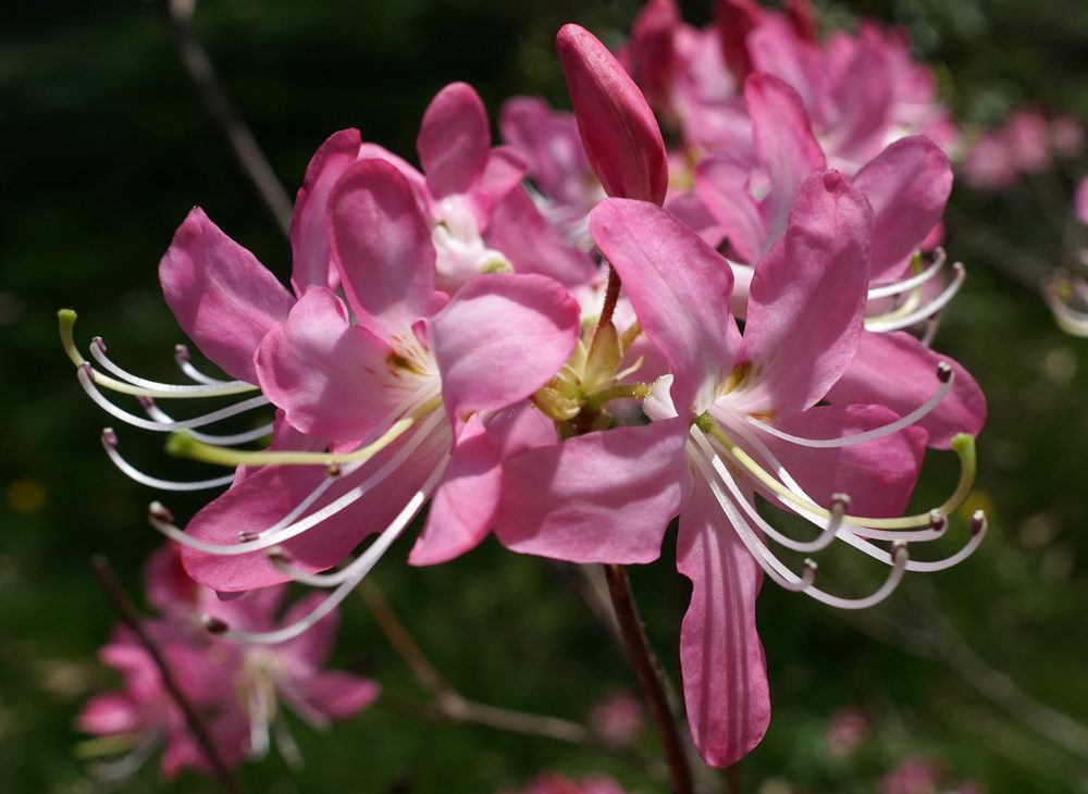 Brilliant blossoms appear in late spring.