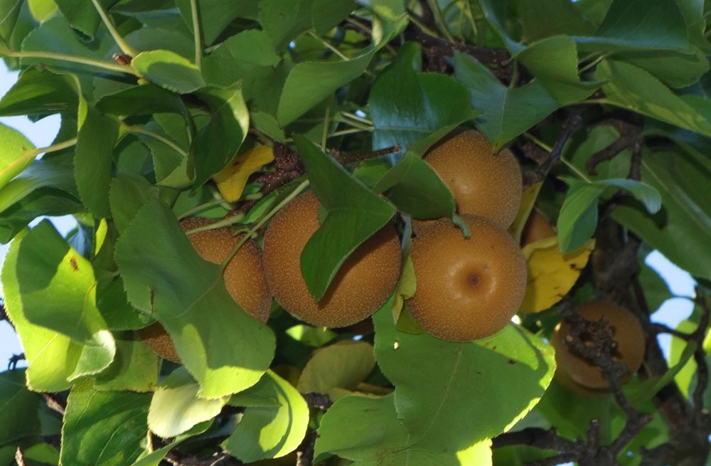 Large, yellow-brown fruits ripen in fall.