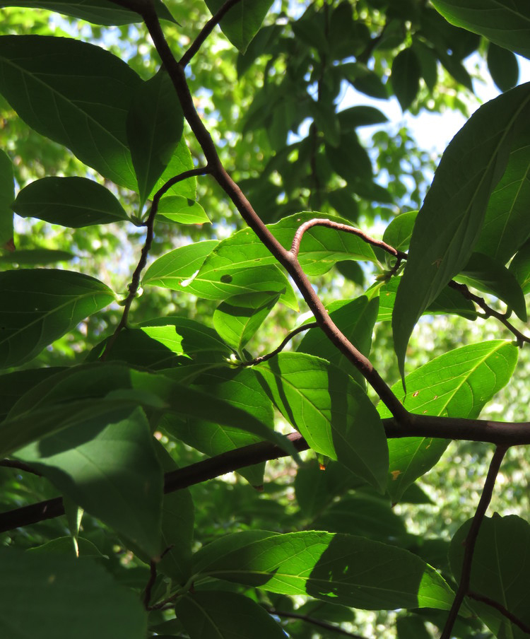 Ovate, simple leaves.