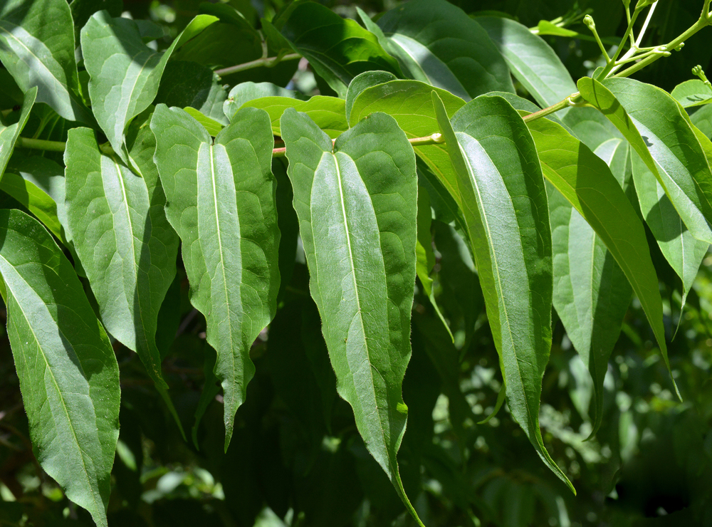 Long, cordate leaves in deep green.